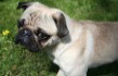 Seattle Pet Portraits